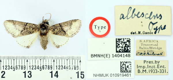 /filer/webapps/moths/media/images/A/albescens_Chitasida_HT_BMNH.jpg