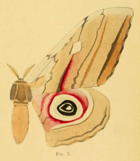 /filer/webapps/moths/media/images/A/albescens_Gynanisa_Sonthonnax_1904_28-3.jpg