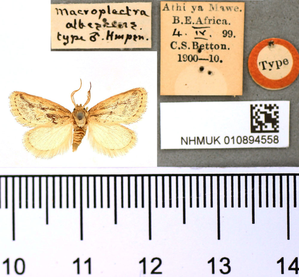 /filer/webapps/moths/media/images/A/albescens_Macroplectra_ST_BMNH.jpg