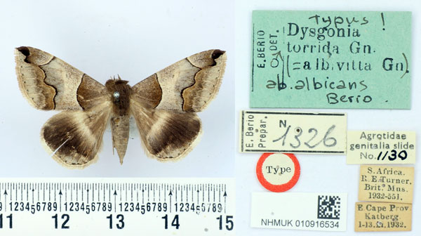/filer/webapps/moths/media/images/A/albicans_Dysgonia_HT_BMNH.jpg