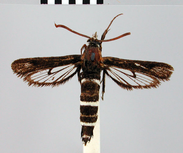 /filer/webapps/moths/media/images/A/albicincta_Thyranthrene_HT_BMNH.jpg