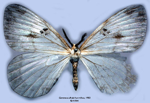 /filer/webapps/moths/media/images/A/albida_Camerunia_HT_SNHM_01.jpg