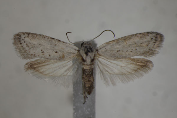 /filer/webapps/moths/media/images/A/albida_Homadaula_PT_BMNH.jpg
