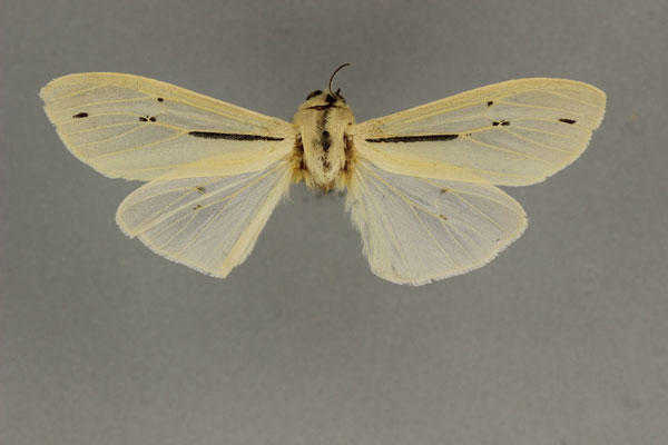 /filer/webapps/moths/media/images/A/albidior_Creatonotos_HT_BMNH.jpg