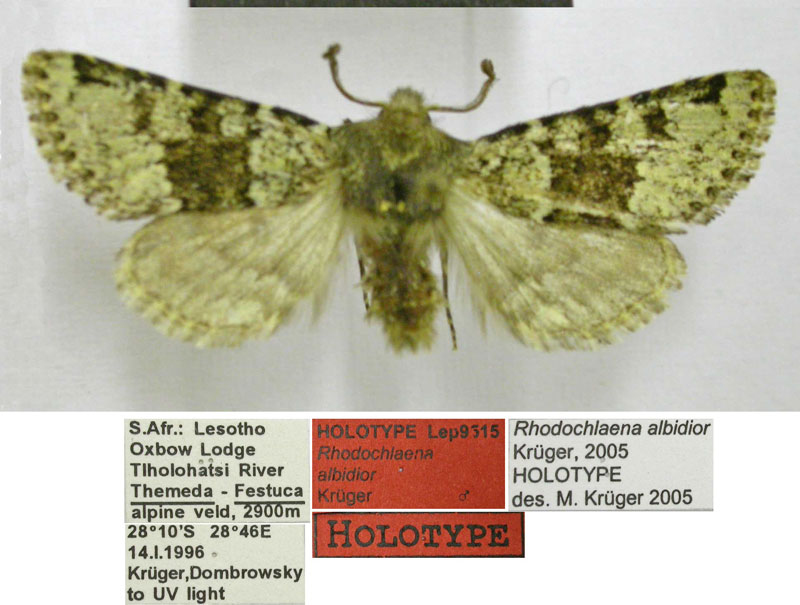 /filer/webapps/moths/media/images/A/albidior_Rhodochlaena_HT_TMSA.jpg