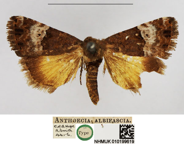 /filer/webapps/moths/media/images/A/albifascia_Anthoecia_HT_NHMUK.jpg