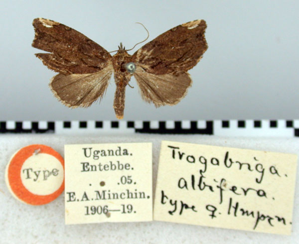 /filer/webapps/moths/media/images/A/albifera_Trogobriga_HT_BMNH.jpg
