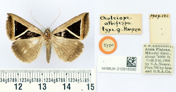 /filer/webapps/moths/media/images/A/albifissa_Chalciope_HT_BMNH.jpg