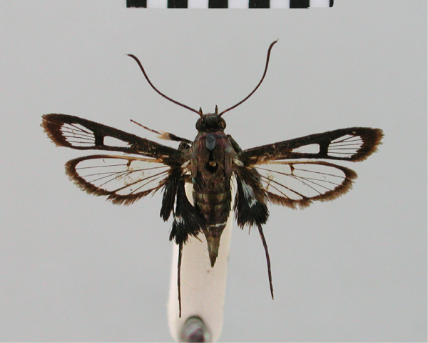 /filer/webapps/moths/media/images/A/albifrons_Episannina_ST_BMNH_01.jpg