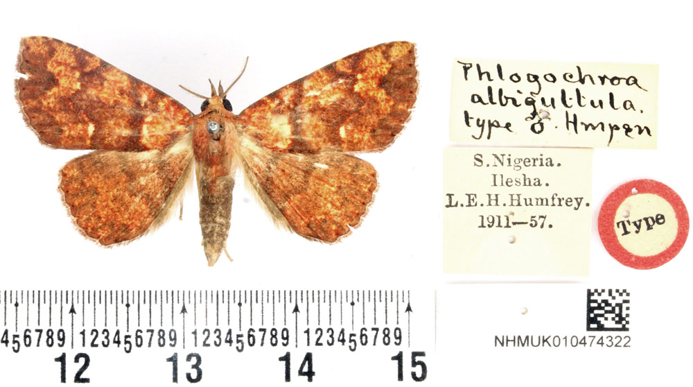 /filer/webapps/moths/media/images/A/albiguttula_Phlogochroa_HT_BMNH.jpg
