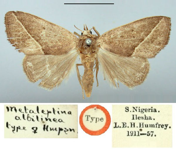 /filer/webapps/moths/media/images/A/albilinea_Metaleptina_HT_BMNH.jpg