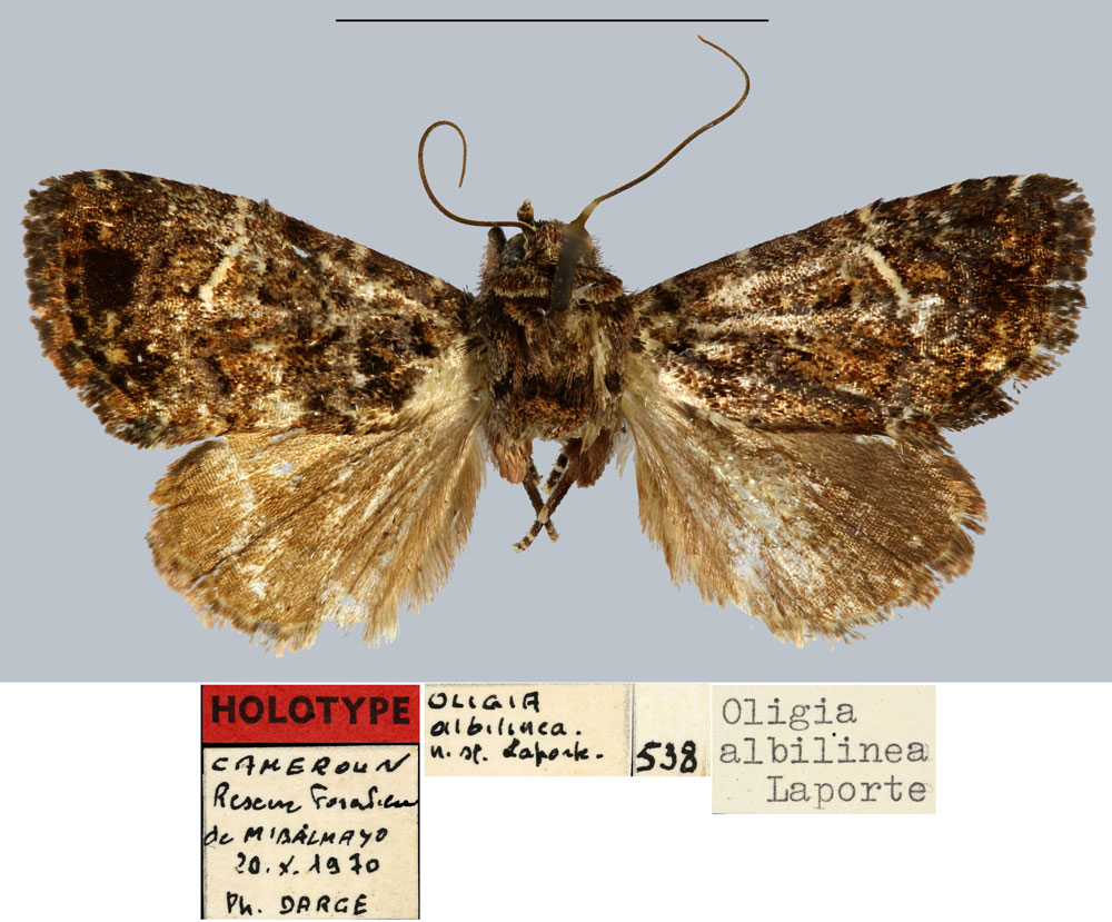 /filer/webapps/moths/media/images/A/albilinea_Oligia_HT_MNHN.jpg