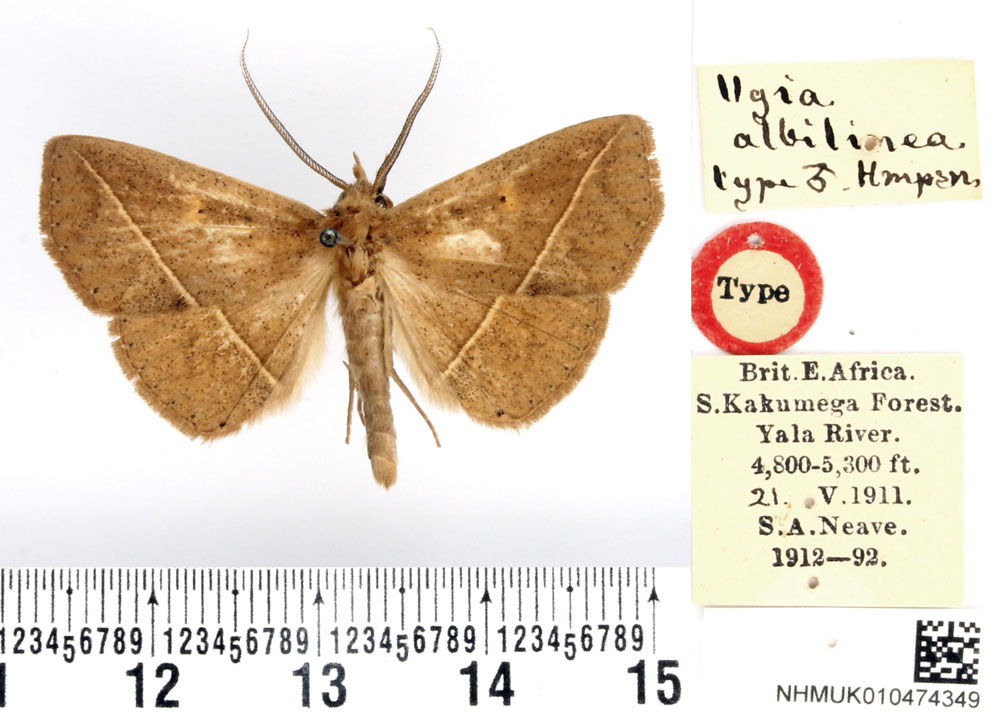 /filer/webapps/moths/media/images/A/albilinea_Ugia_HT_BMNH.jpg