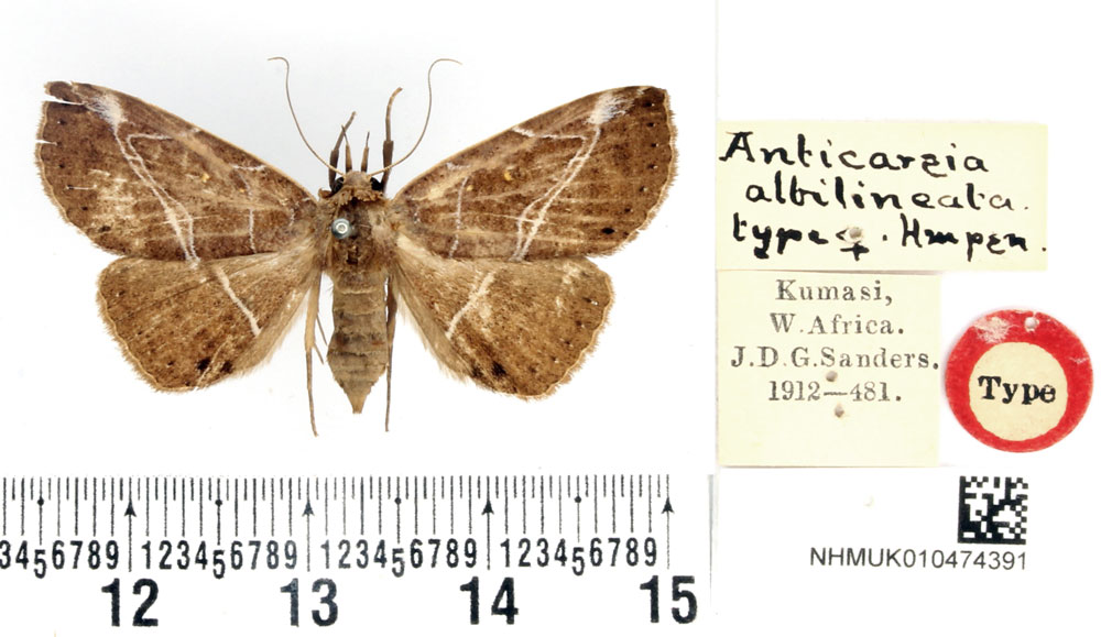 /filer/webapps/moths/media/images/A/albilineata_Anticarsia_HT_BMNH.jpg
