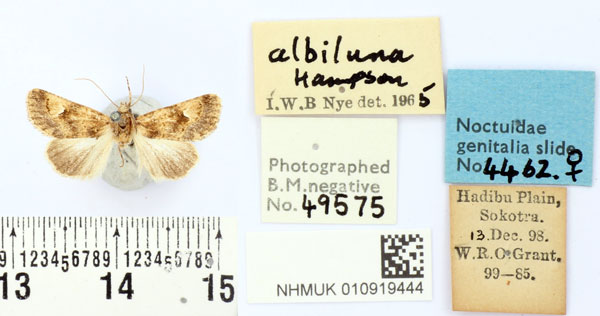/filer/webapps/moths/media/images/A/albiluna_Amefrontia_LT_BMNH.jpg
