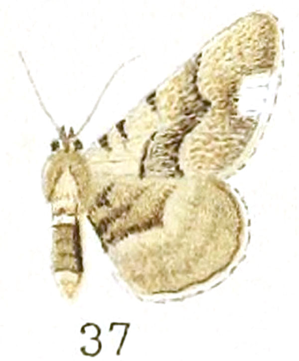 /filer/webapps/moths/media/images/A/albimacula_Boarmia_HT_Prout_25-37.jpg