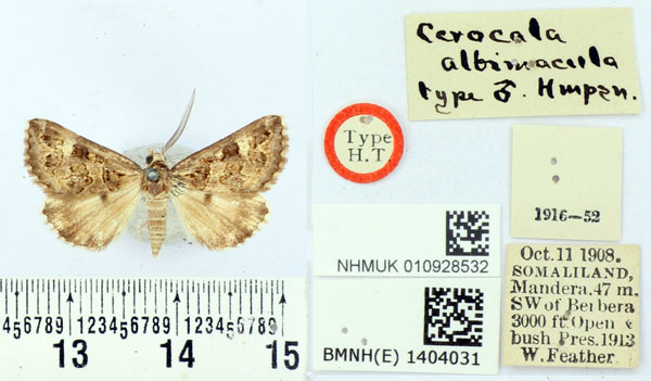 /filer/webapps/moths/media/images/A/albimacula_Cerocala_HT_BMNH.jpg