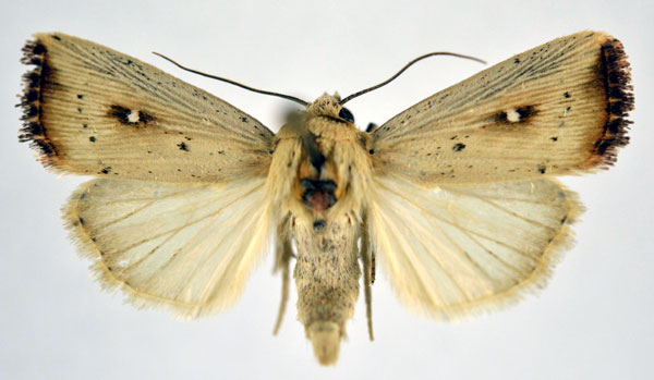 /filer/webapps/moths/media/images/A/albimacula_Leucania_A_NHMO.jpg