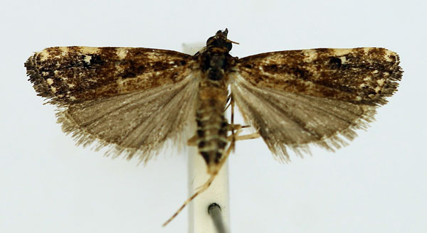 /filer/webapps/moths/media/images/A/albimaculalis_Mesolia_AF_RMCA.jpg