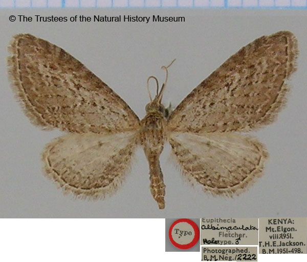 /filer/webapps/moths/media/images/A/albimaculata_Eupithecia_HT_BMNH.jpg