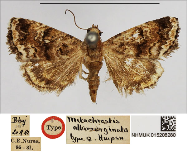 /filer/webapps/moths/media/images/A/albimarginata_Metachrostis_HT_NHMUK.jpg