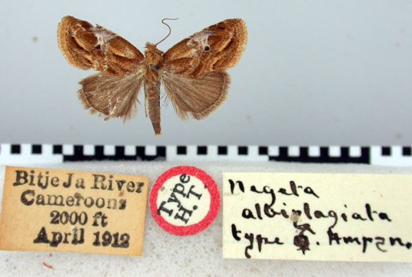 /filer/webapps/moths/media/images/A/albiplagiata_Negeta_HT_BMNH.jpg