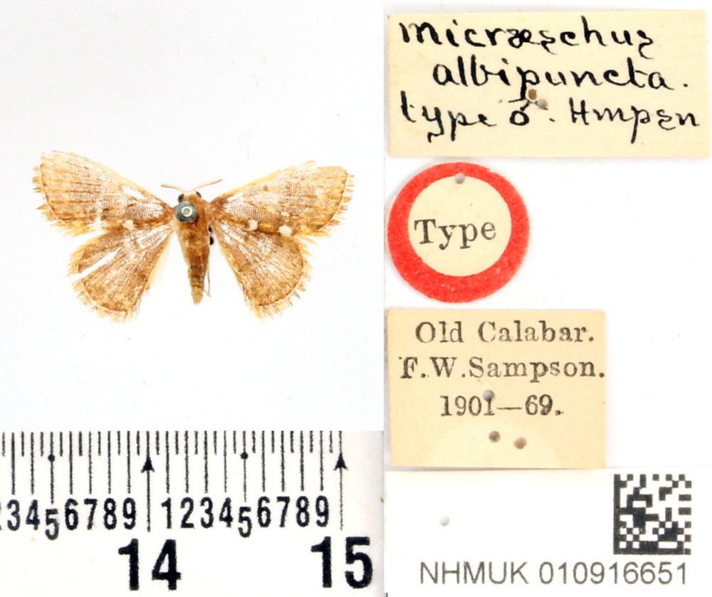 /filer/webapps/moths/media/images/A/albipuncta_Enispa_HT_BMNH.jpg
