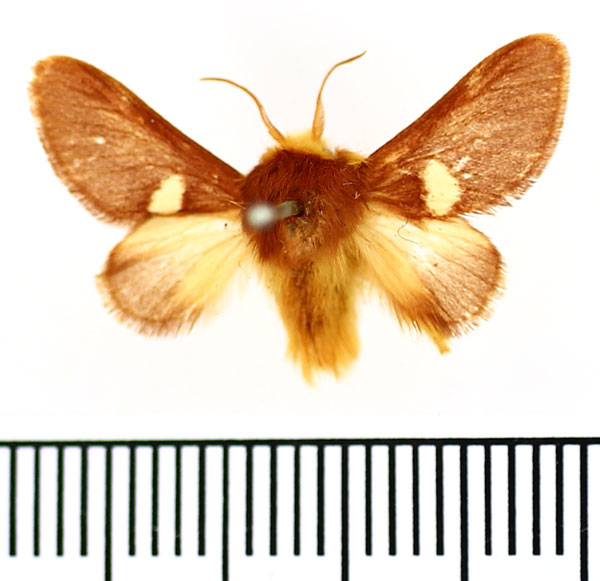 /filer/webapps/moths/media/images/A/albipuncta_Latoiola_AM_BMNH.jpg