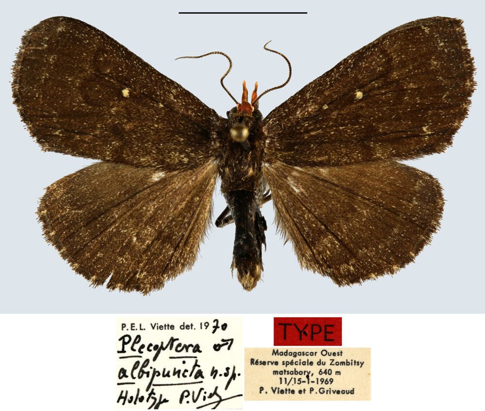 /filer/webapps/moths/media/images/A/albipuncta_Plecoptera_HT_MNHN.jpg