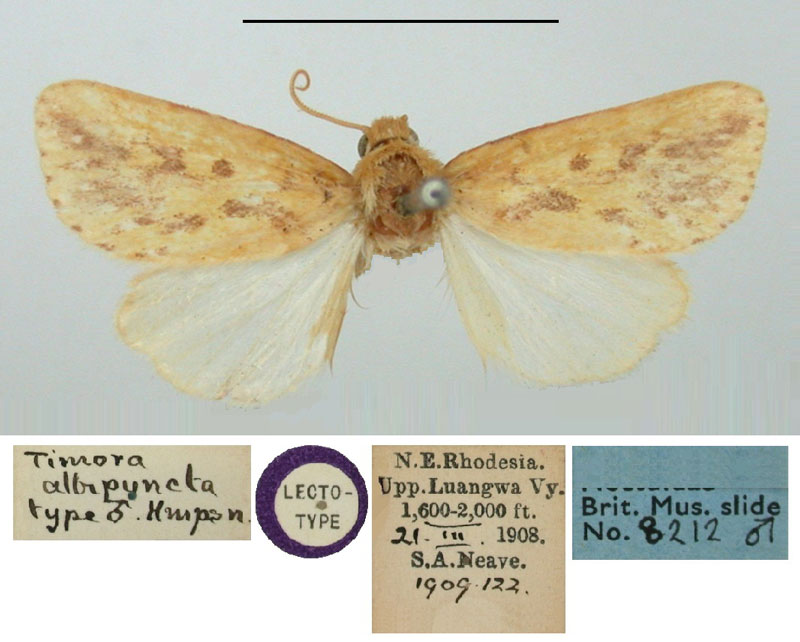 /filer/webapps/moths/media/images/A/albipuncta_Timora_LT_BMNH.jpg