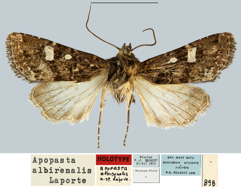 /filer/webapps/moths/media/images/A/albirenalis_Apospasta_HT_MNHN.jpg