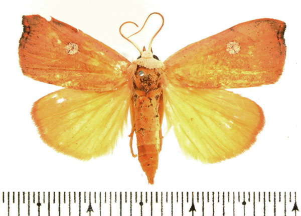 /filer/webapps/moths/media/images/A/albirenata_Paralephana_AF_BMNH.jpg