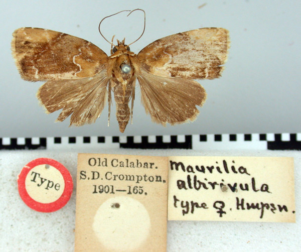/filer/webapps/moths/media/images/A/albirivula_Maurilia_HT_BMNH.jpg