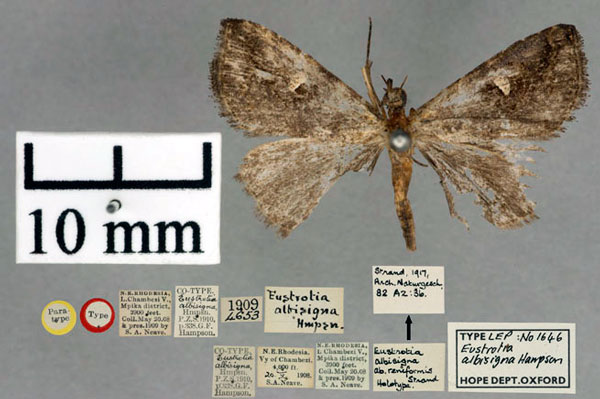 /filer/webapps/moths/media/images/A/albisigna_Eustrotia_PT_OUMNH_01.jpg