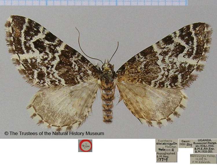/filer/webapps/moths/media/images/A/albistrigata_Eupithecia_HT_BMNH.jpg