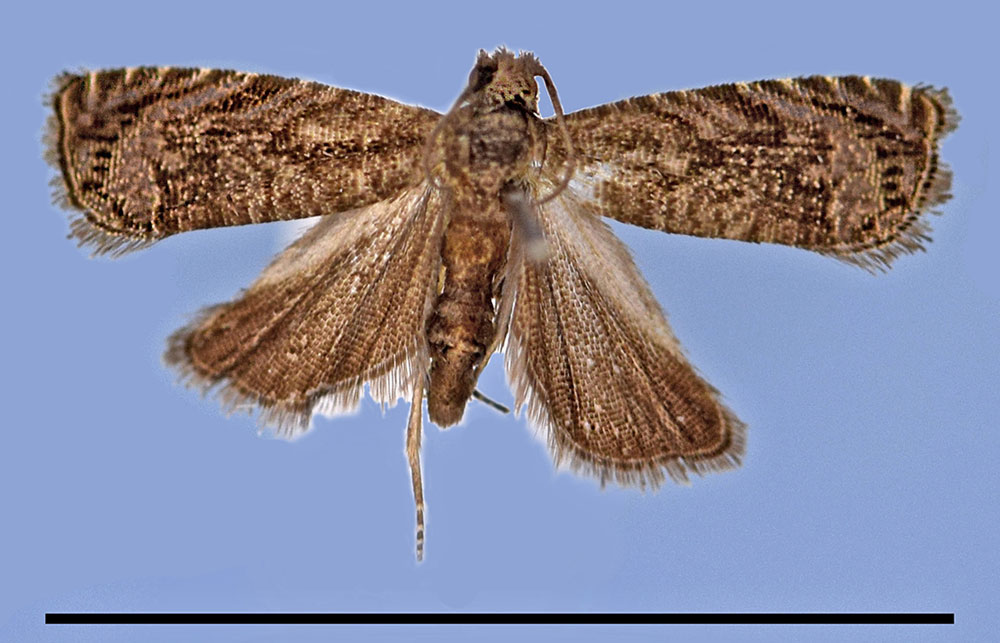 /filer/webapps/moths/media/images/A/albistrigulata_Thylacogaster_HT_MRSN.jpg
