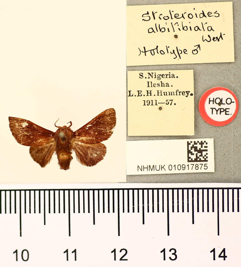 /filer/webapps/moths/media/images/A/albitibiata_Stroteroides_HT_BMNH.jpg