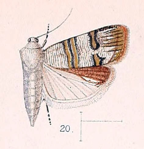 /filer/webapps/moths/media/images/A/albitogata_Nigilgia_HT_Walsingham_1891_4-20.jpg