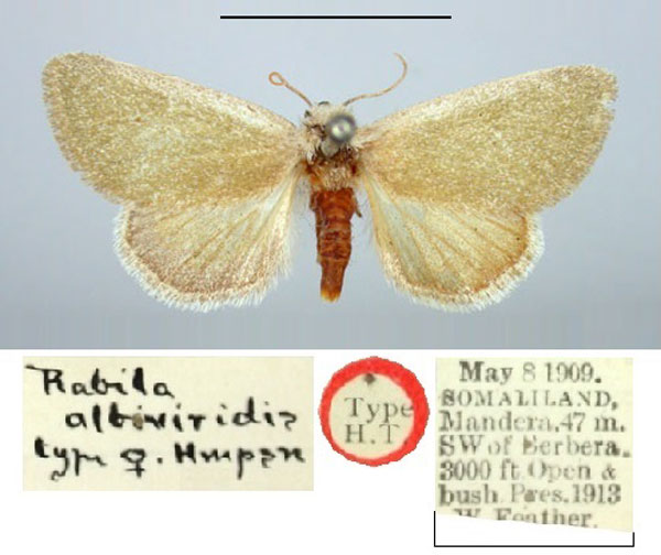 /filer/webapps/moths/media/images/A/albiviridis_Rabila_PT_BMNH.jpg