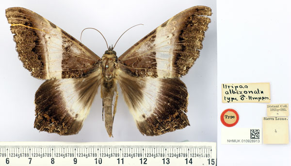 /filer/webapps/moths/media/images/A/albizonata_Uripao_HT_BMNH.jpg