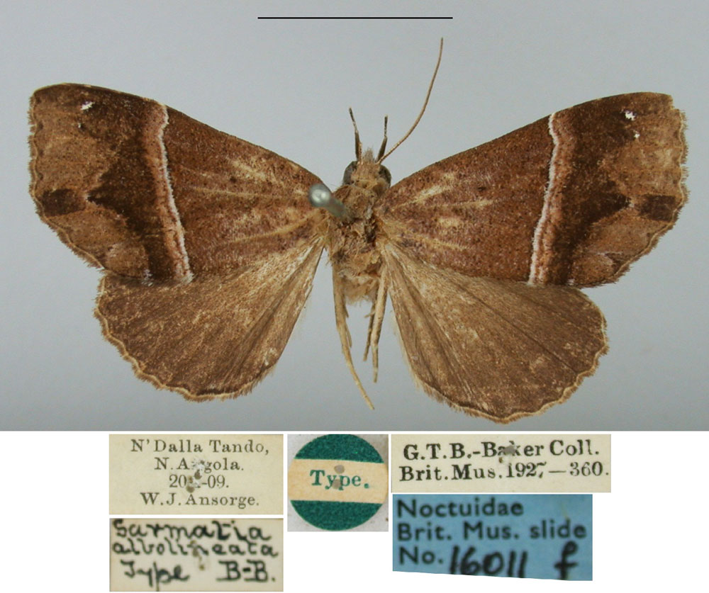 /filer/webapps/moths/media/images/A/albolineata_Sarmatia_HT_BMNH.jpg