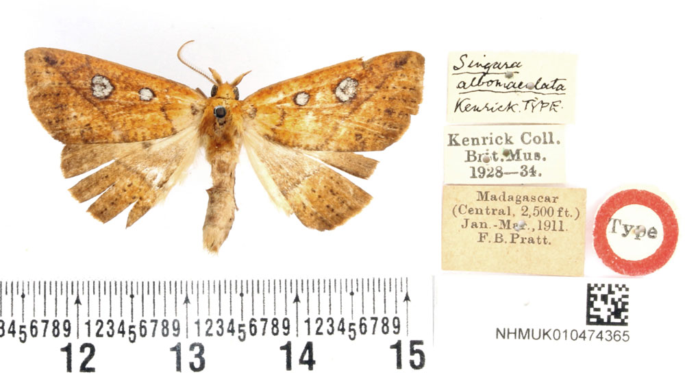 /filer/webapps/moths/media/images/A/albomacula_Singara_HT_BMNH.jpg