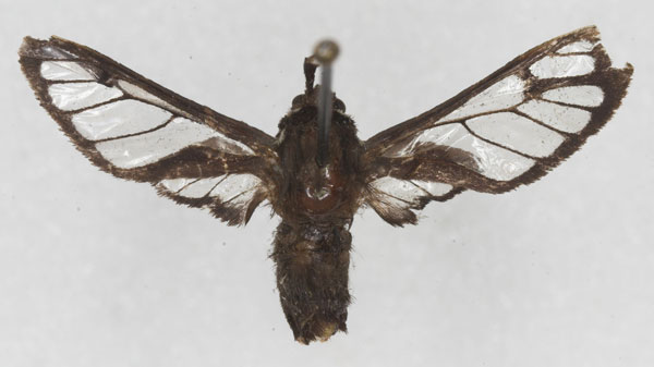 /filer/webapps/moths/media/images/A/albomaculata_Pseudodiptera_HT_RMCA_01.jpg