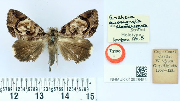 /filer/webapps/moths/media/images/A/albovariegata_Ercheia_HT_BMNH.jpg