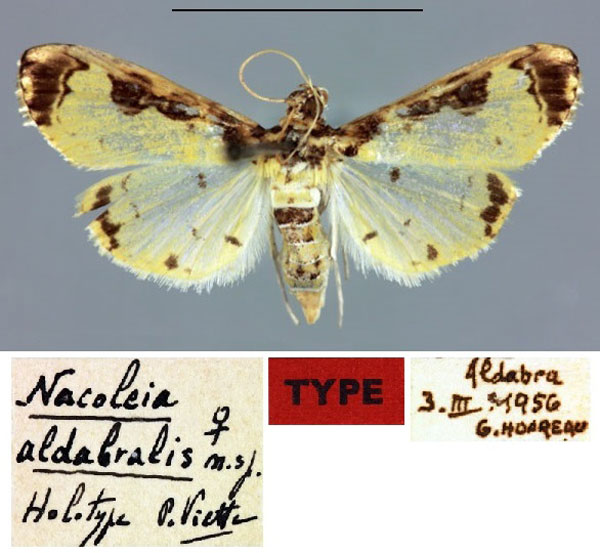 /filer/webapps/moths/media/images/A/aldabralis_Nacoleia_HT_MNHN.jpg