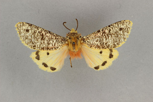 /filer/webapps/moths/media/images/A/alicia_Teracotona_HT_BMNH.jpg