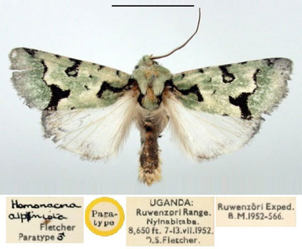 /filer/webapps/moths/media/images/A/alpnista_Homonacna_PT_BMNH.jpg