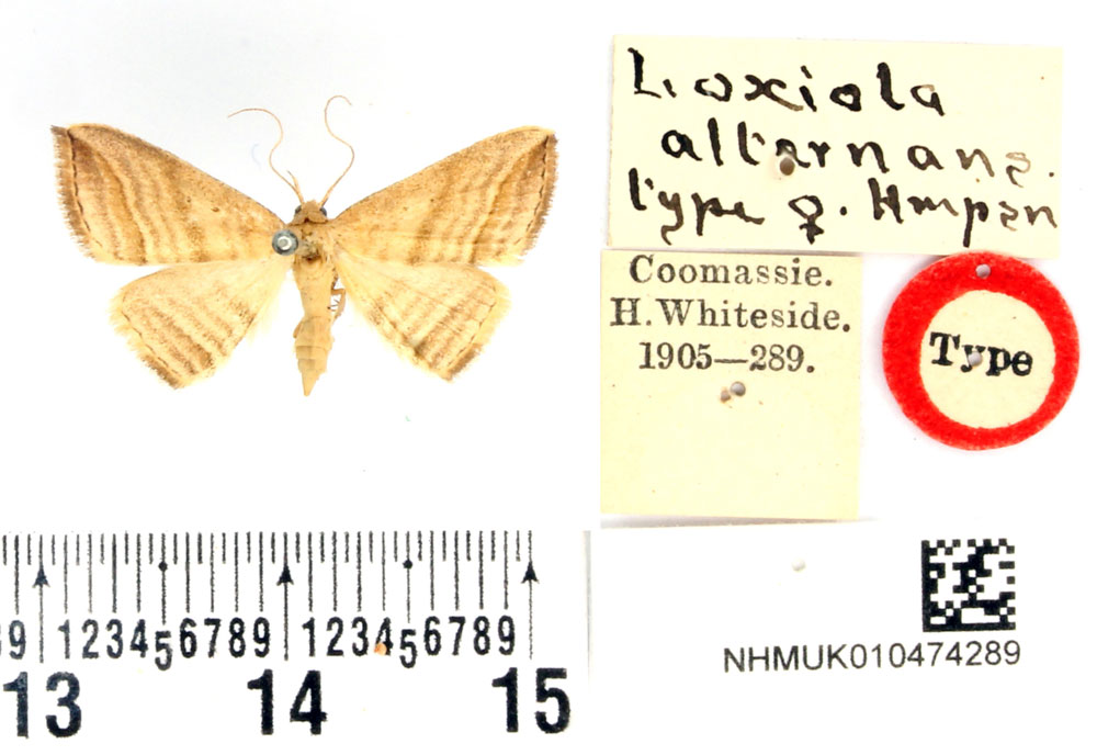 /filer/webapps/moths/media/images/A/alternans_Loxioda_HT_BMNH.jpg
