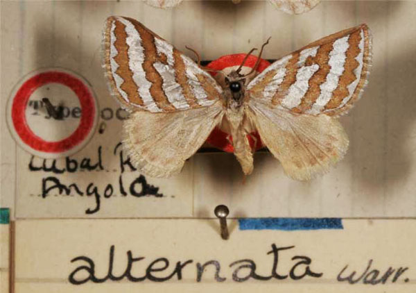 /filer/webapps/moths/media/images/A/alternata_Conchylia_HT_BMNH.jpg