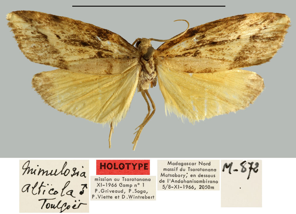 /filer/webapps/moths/media/images/A/alticola_Mimulosia_HT_MNHN.jpg